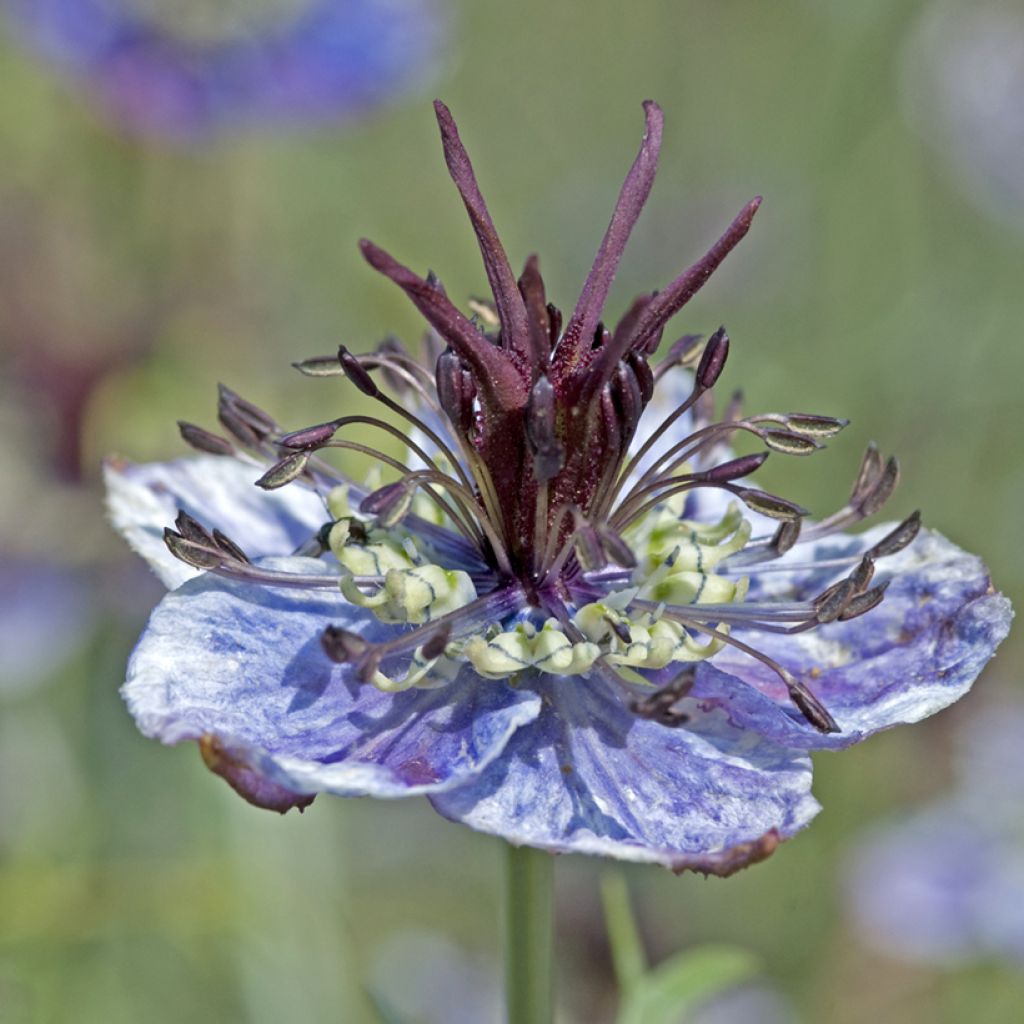 Nigella papillosa Delft Blue em sementes