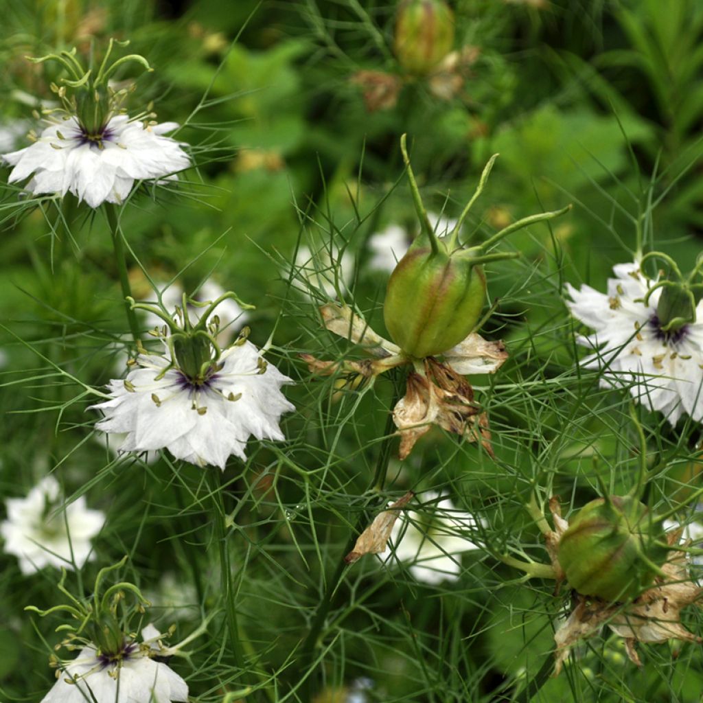 Nigella damascena Albion Green Pod em sementes biológico