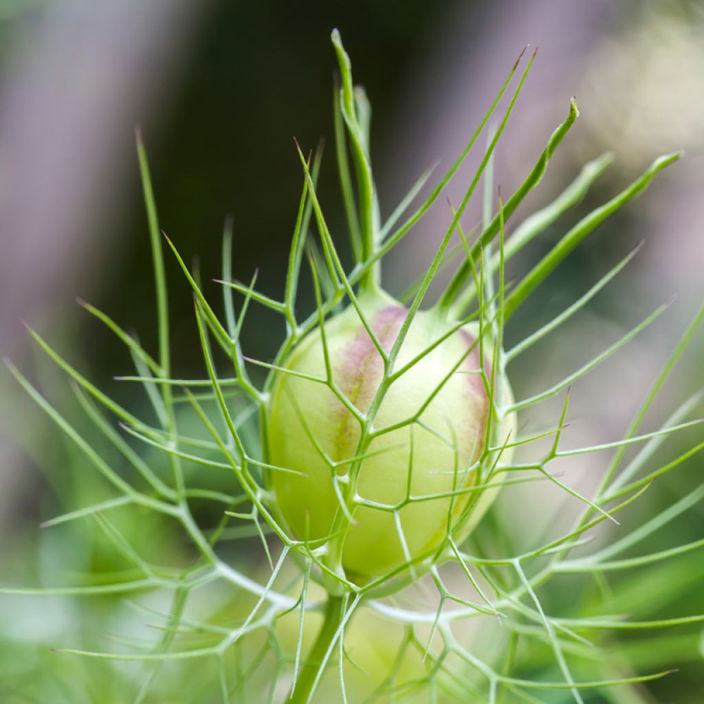 Nigella damascena Albion Green Pod em sementes biológico