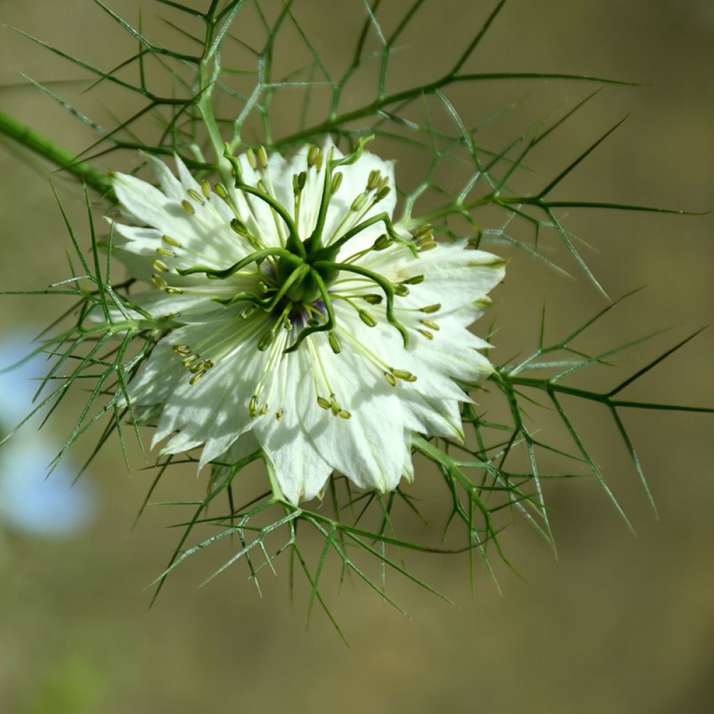 Nigella damascena Albion Green Pod em sementes biológico