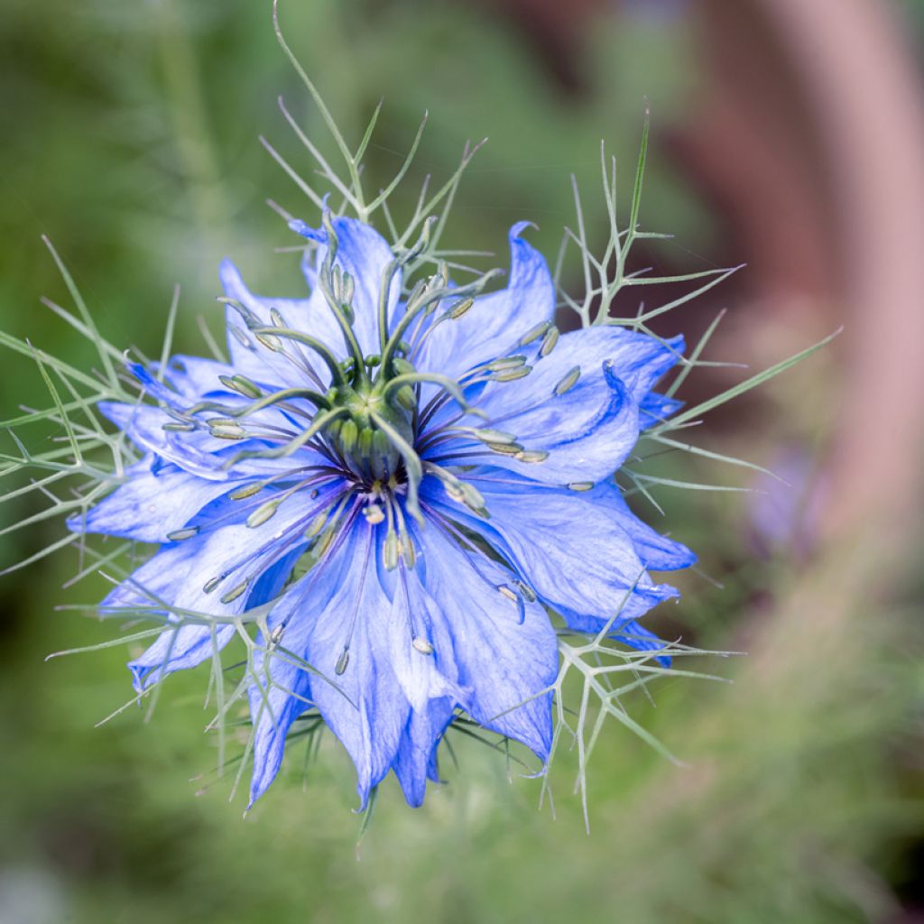 Nigella damascena Miss Jekyll Blue em sementes