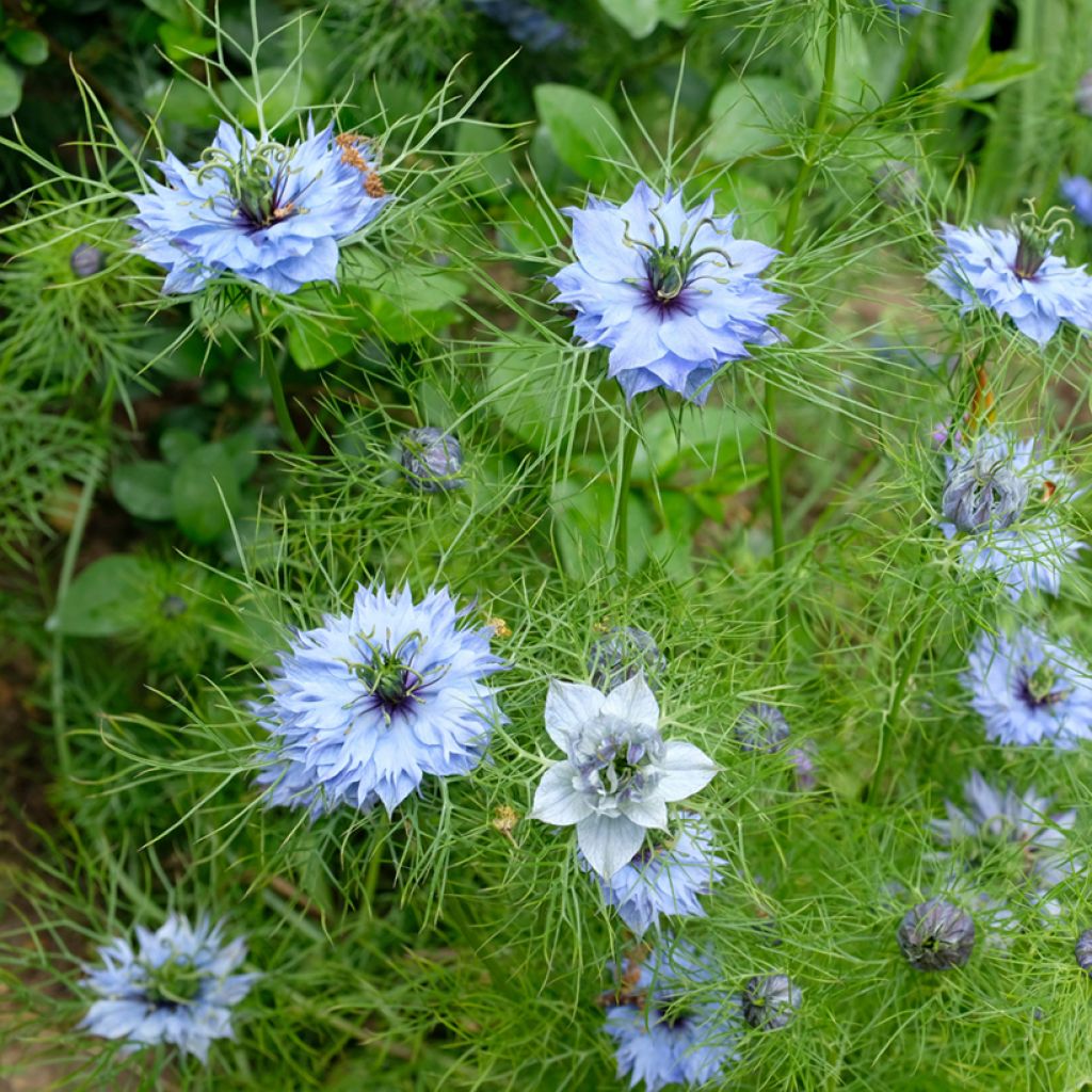 Nigella damascena Miss Jekyll Blue em sementes