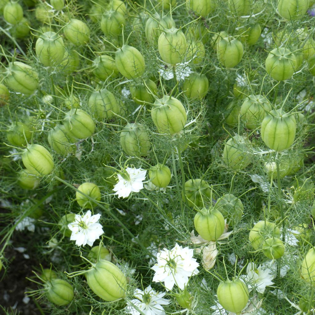 Nigella damascena Mix biológico em sementes