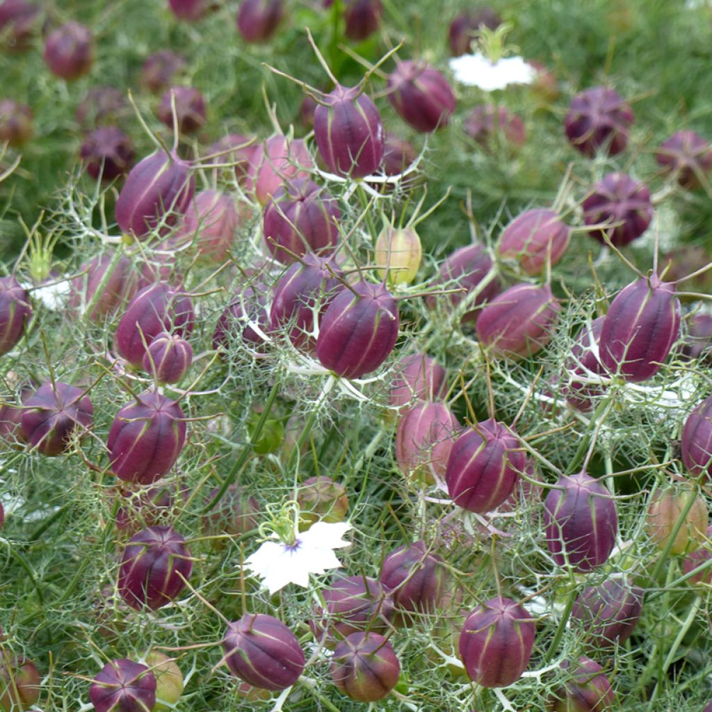 Nigella damascena Branca à capsule Vermelha em sementes