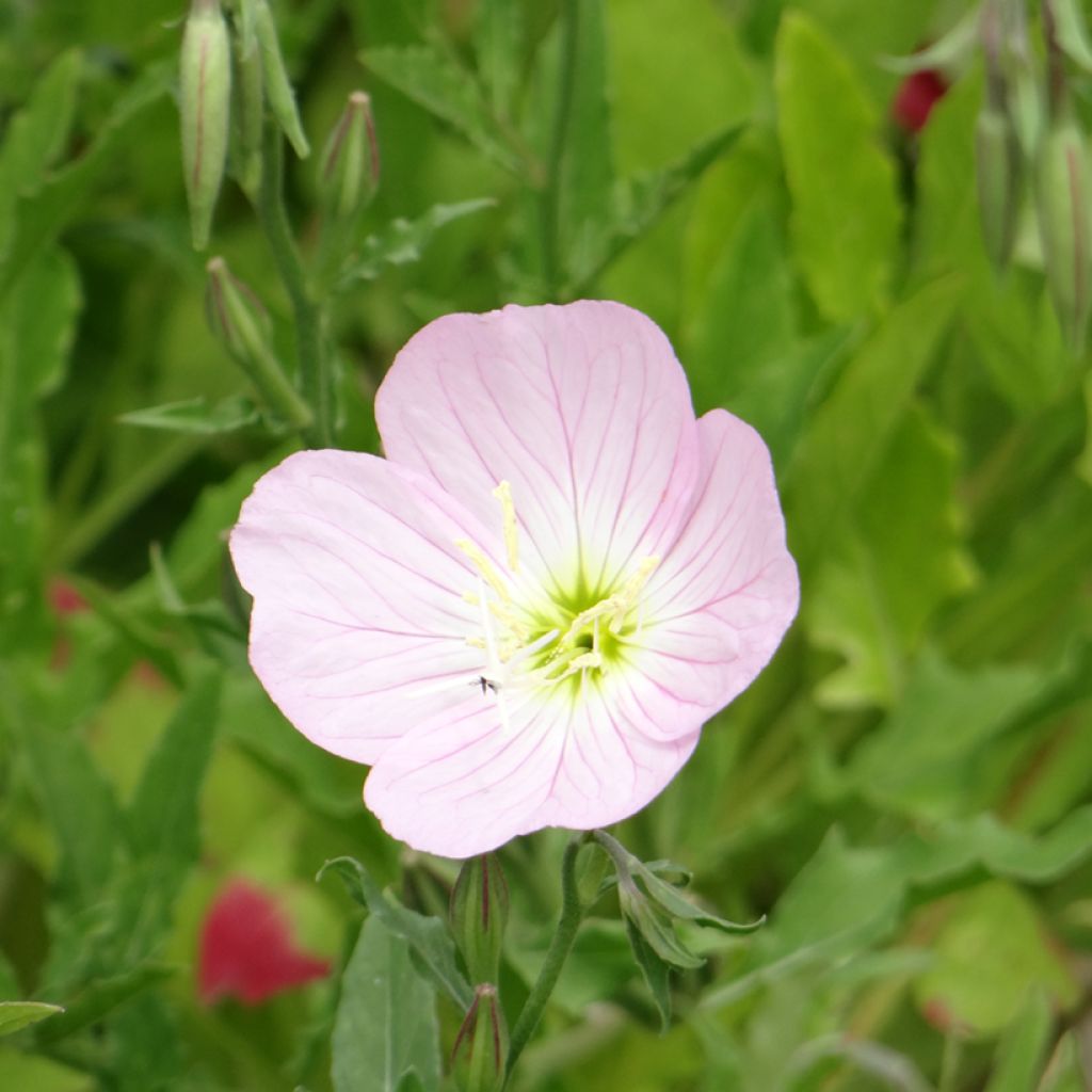 Oenothera speciosa Evening Pink em sementes