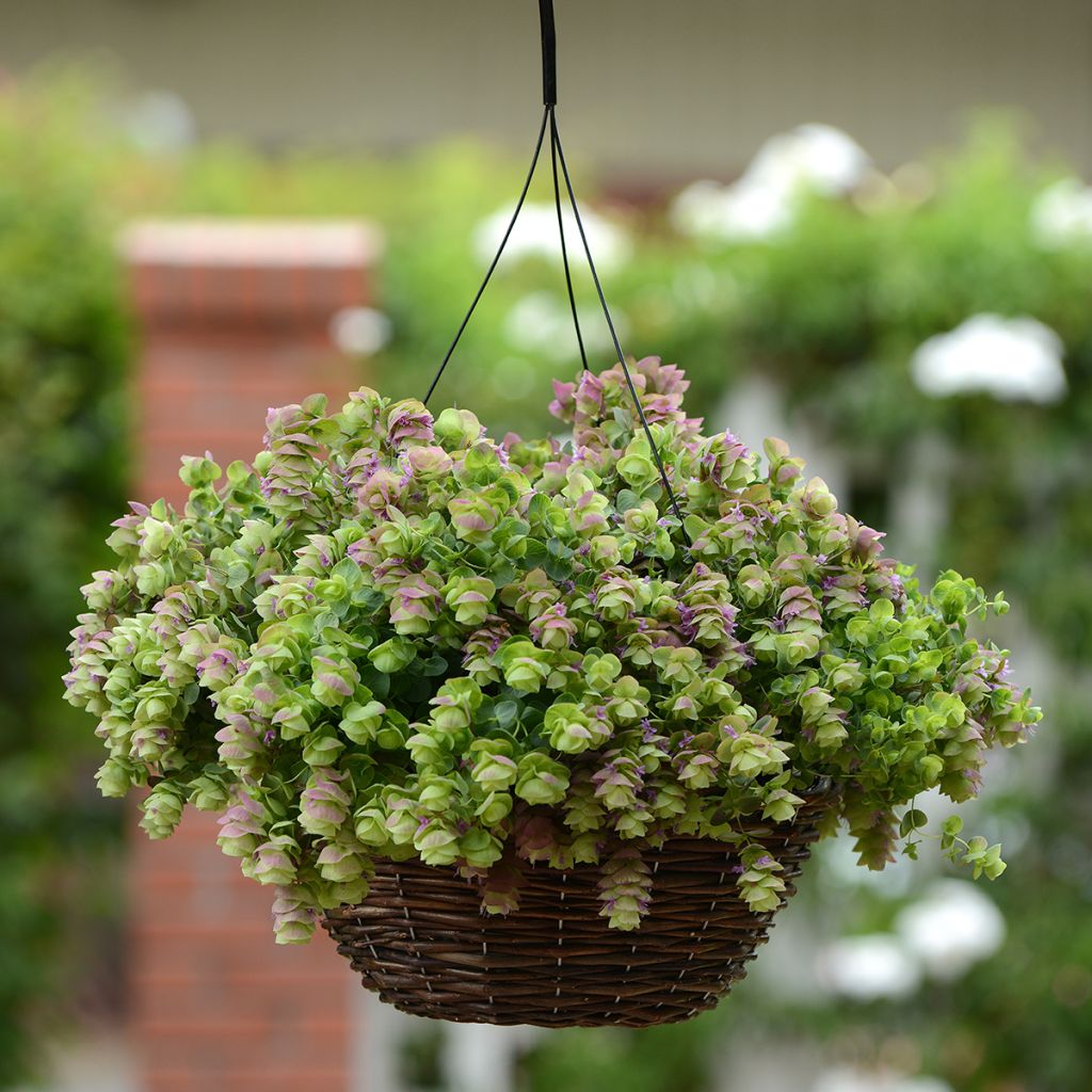 Origanum rotundifolium Kirigami em sementes - Orégão