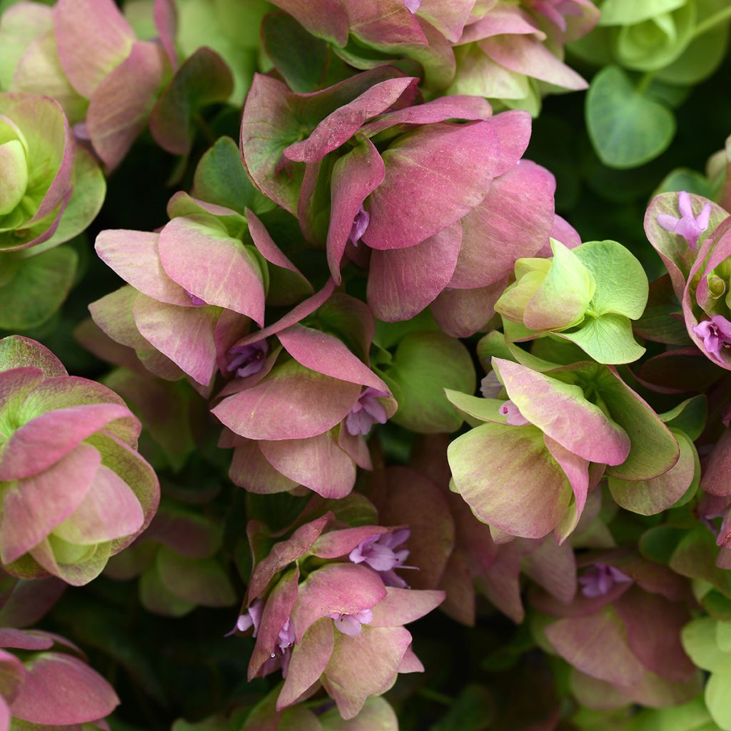 Origanum rotundifolium Kirigami em sementes - Orégão