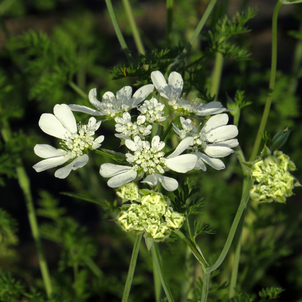 Orlaya grandiflora em sementes biológico