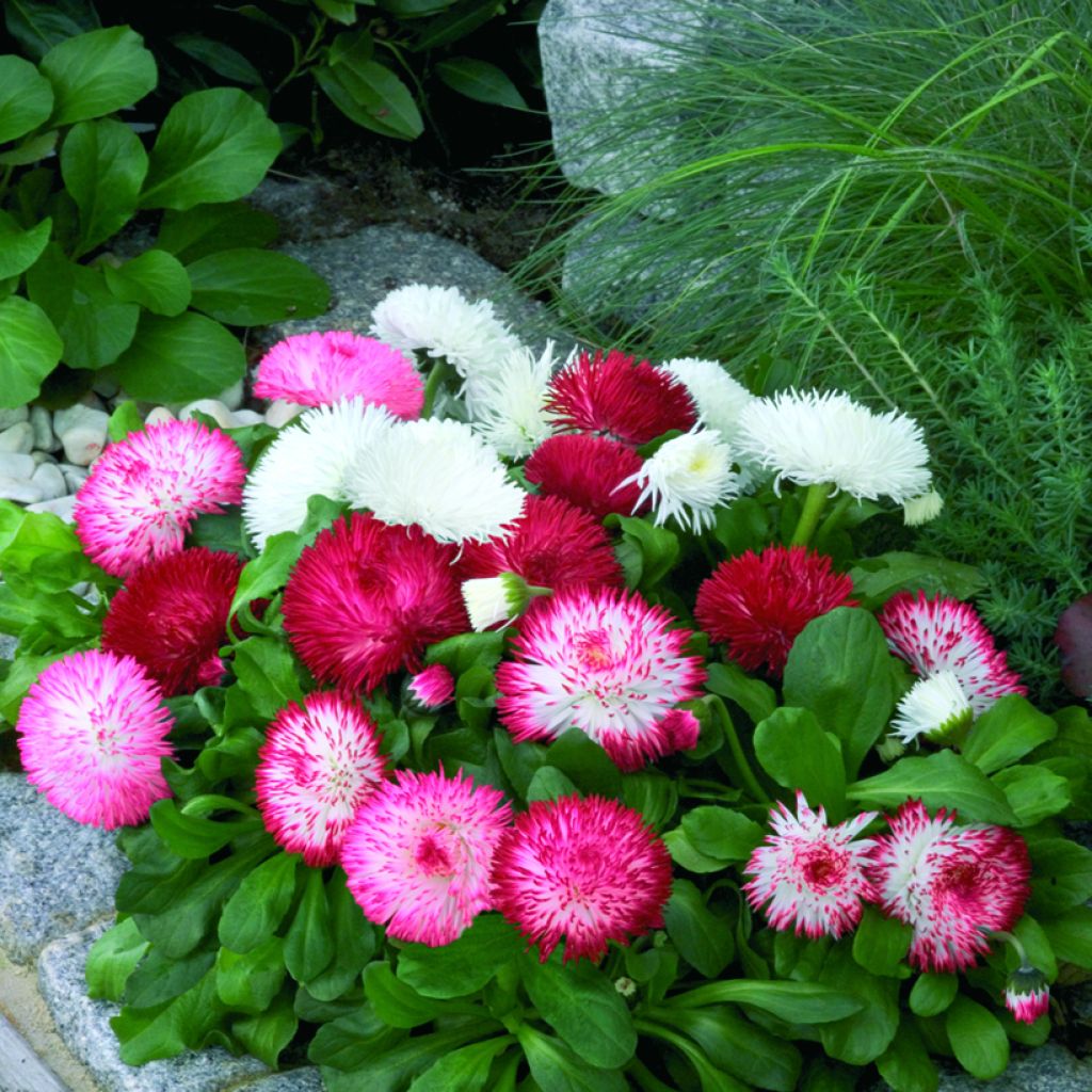 Bellis perennis Habanera Mix em sementes