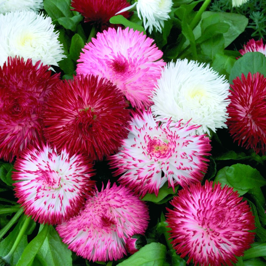 Bellis perennis Habanera Mix em sementes