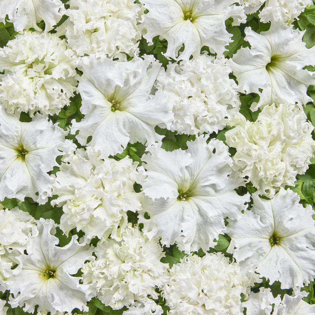 Petúnia fimbriata White Double em sementes