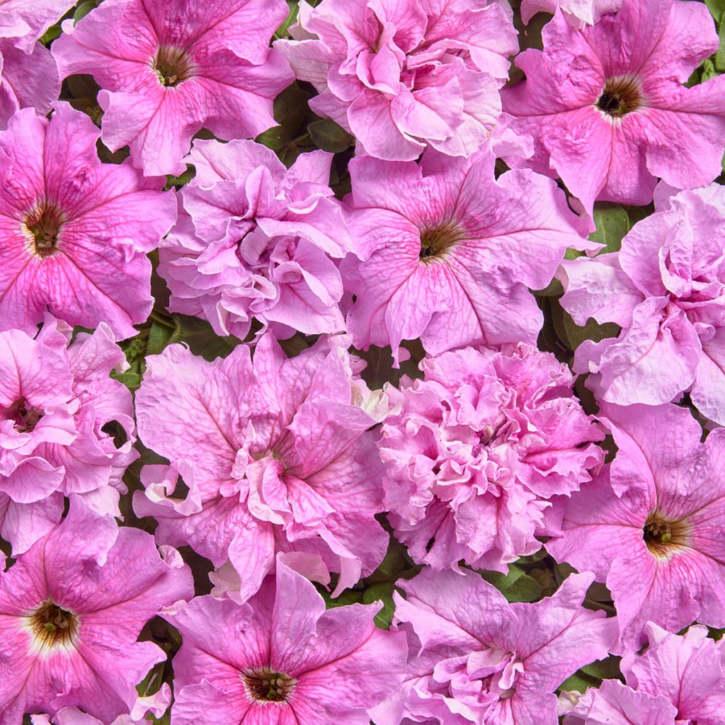 Petúnia grandiflora Peace em sementes