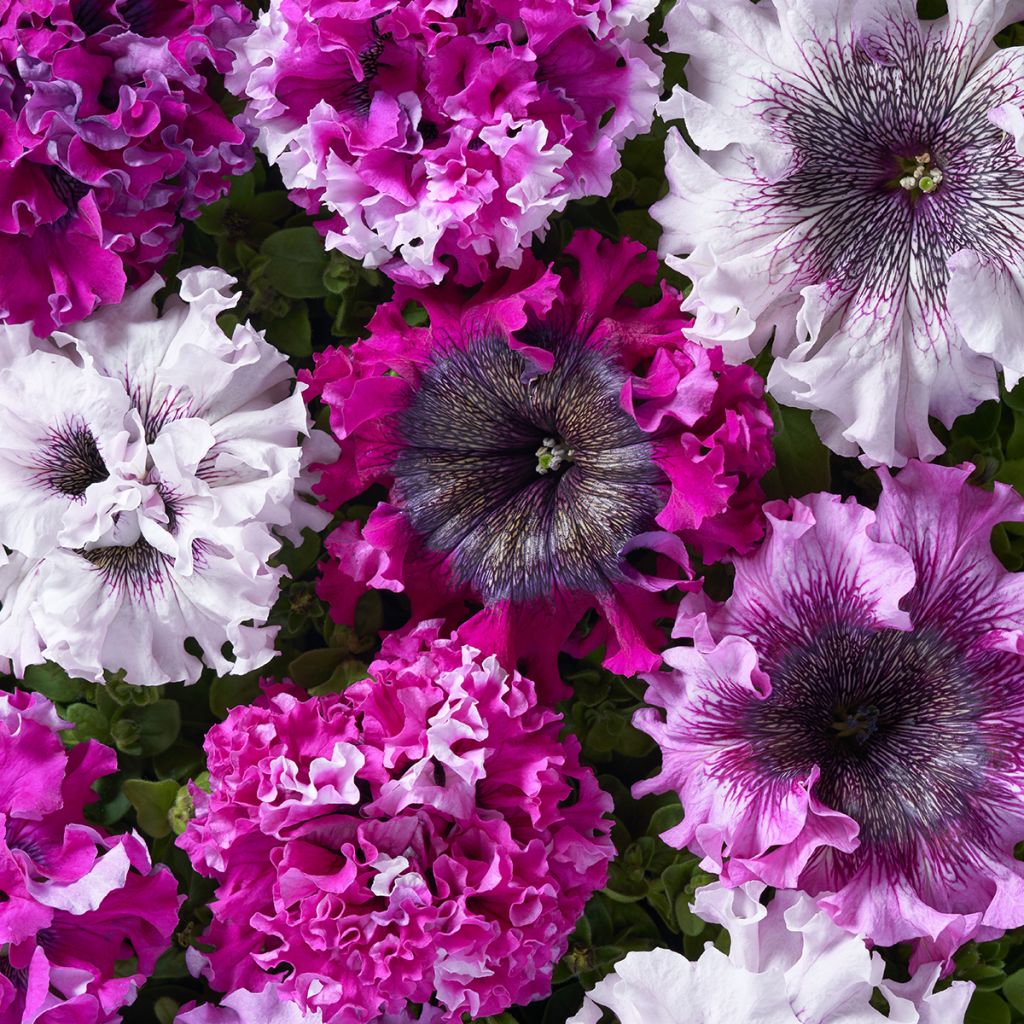 Petúnia grandiflora Superbissima Cerny's Triumph em sementes