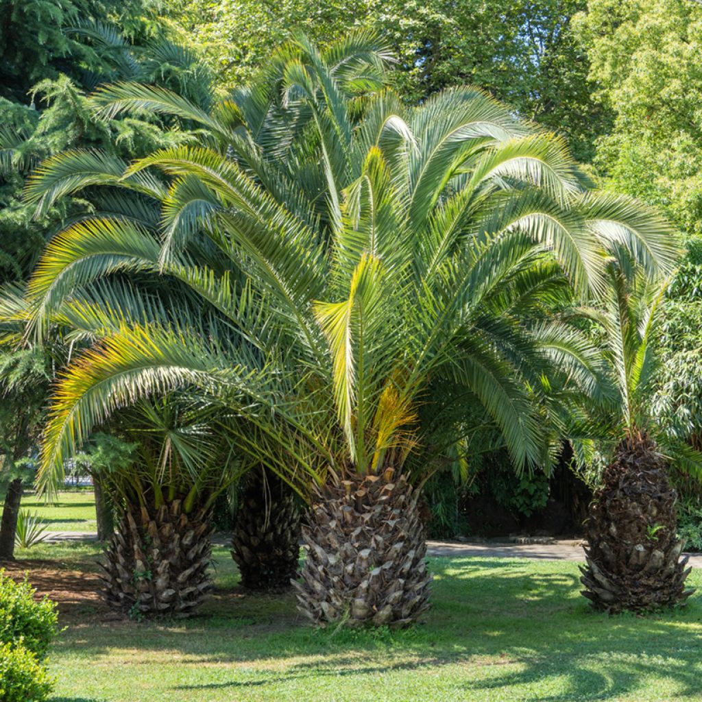 Butia capitata em sementes
