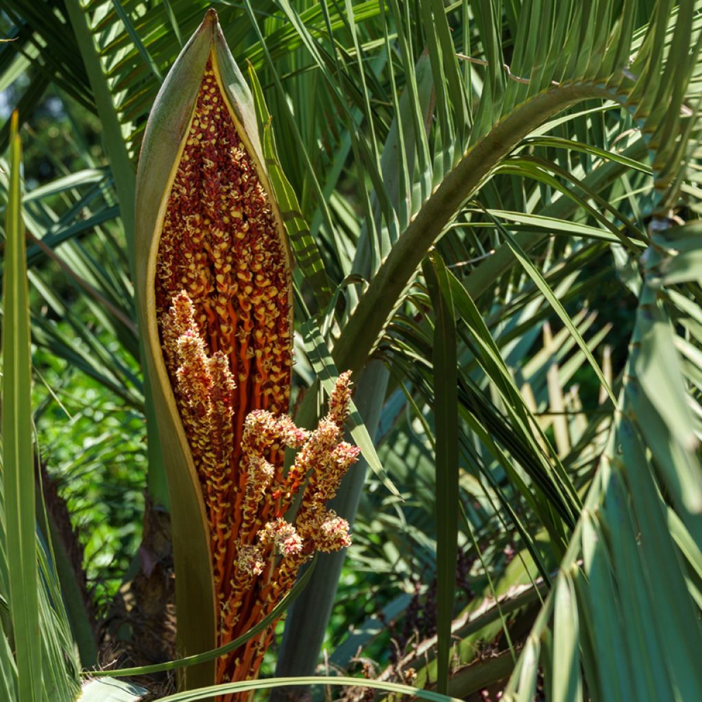Butia capitata em sementes