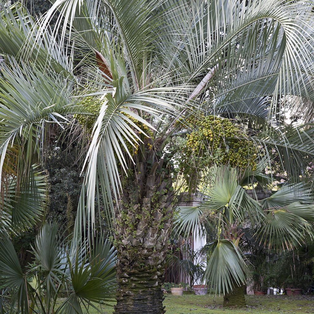 Butia capitata em sementes