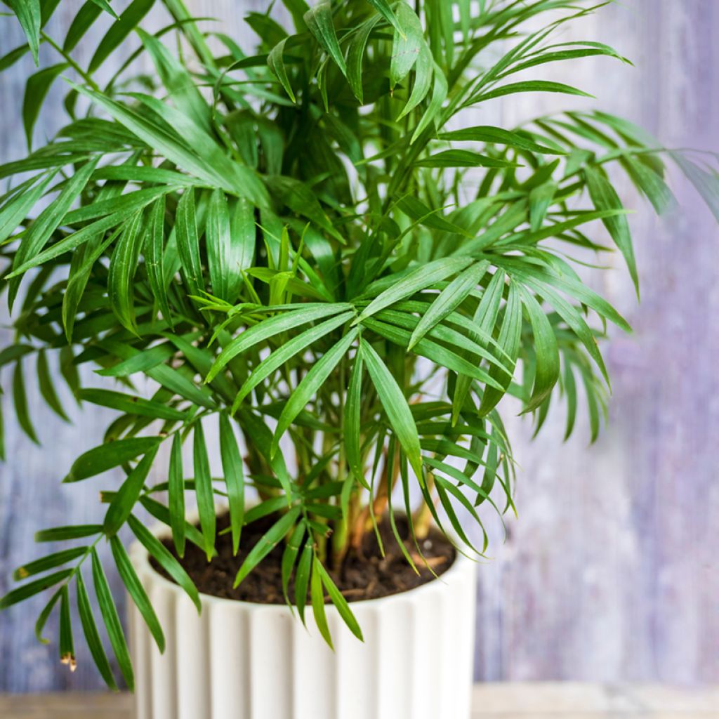 Chamaedorea elegans Collinea em sementes