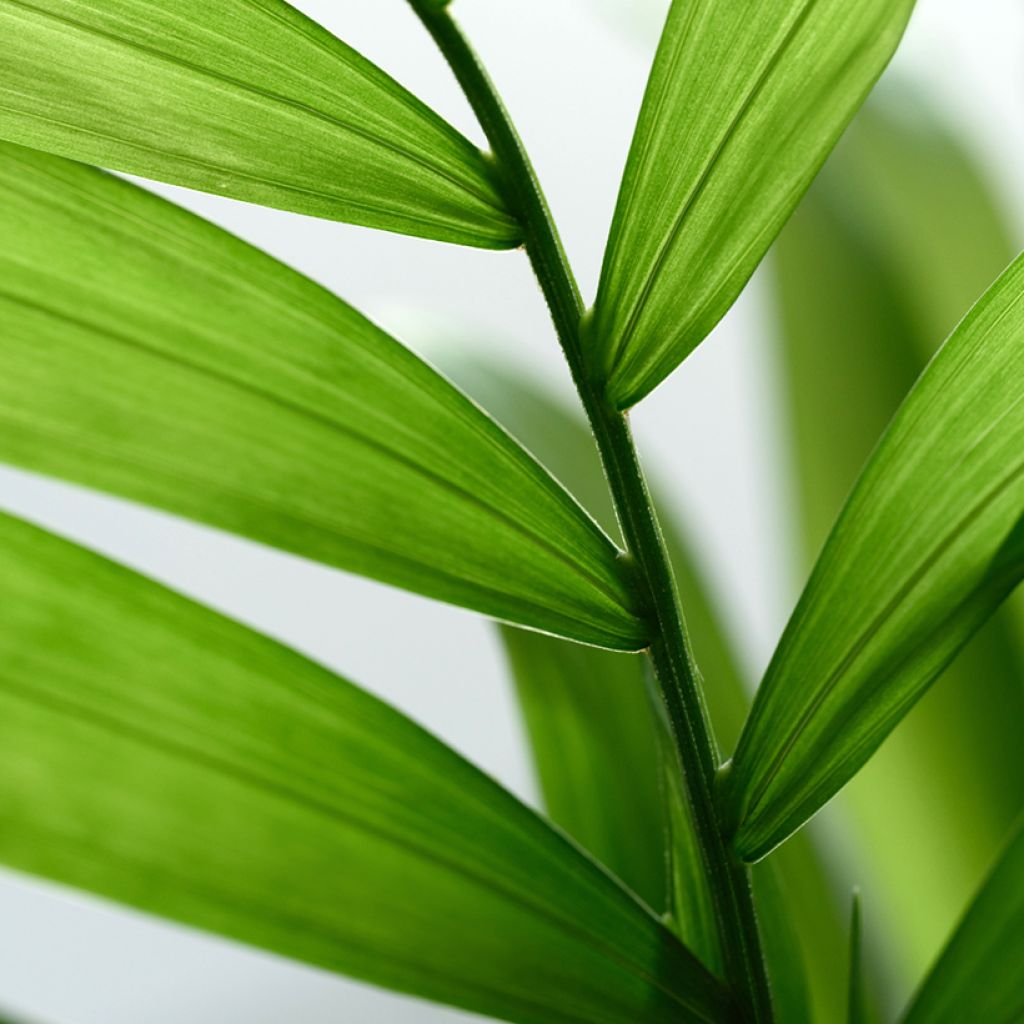 Chamaedorea elegans Collinea em sementes
