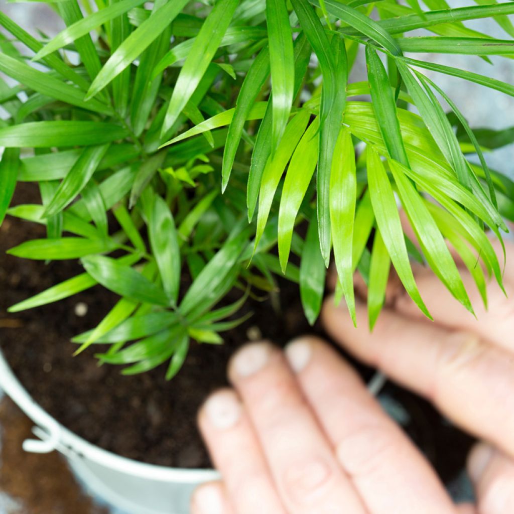 Chamaedorea elegans Collinea em sementes