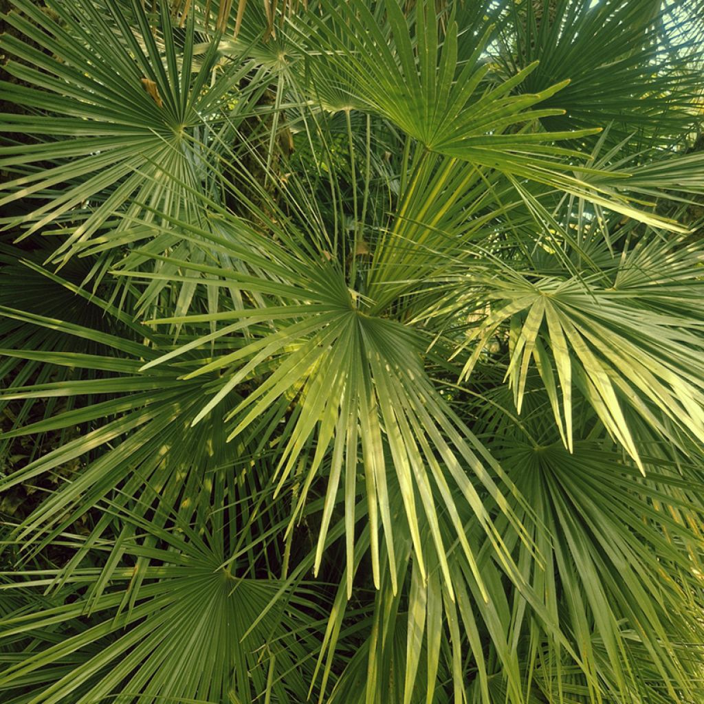 Chamaerops humilis em sementes