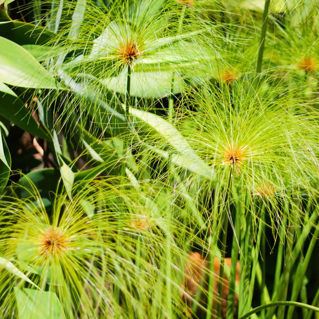 Cyperus papyrus em sementes