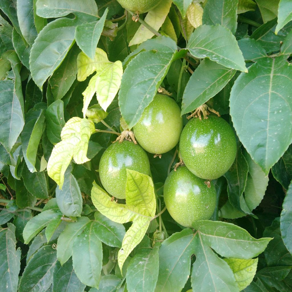 Passiflora quadrangularis em sementes