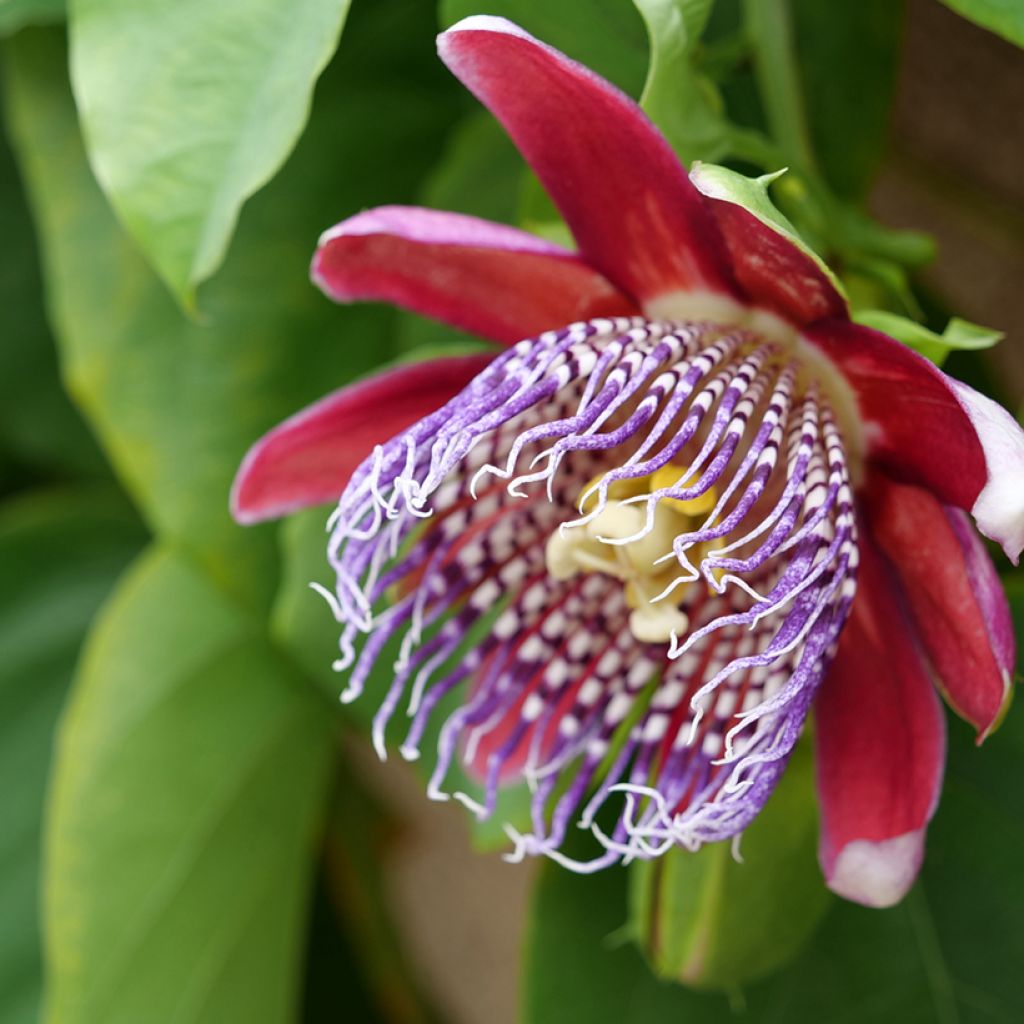 Passiflora quadrangularis em sementes