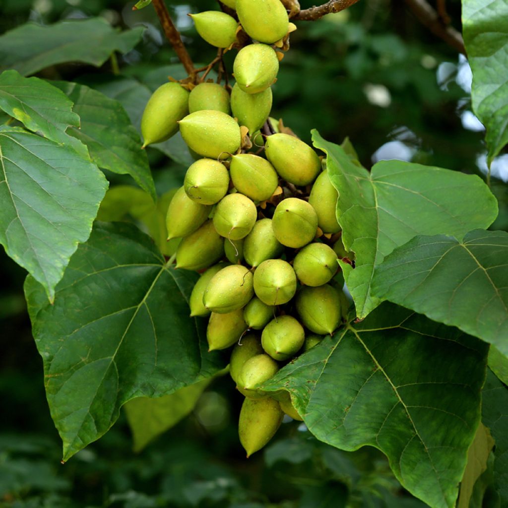 Paulownia tomentosa em sementes - Paulónia