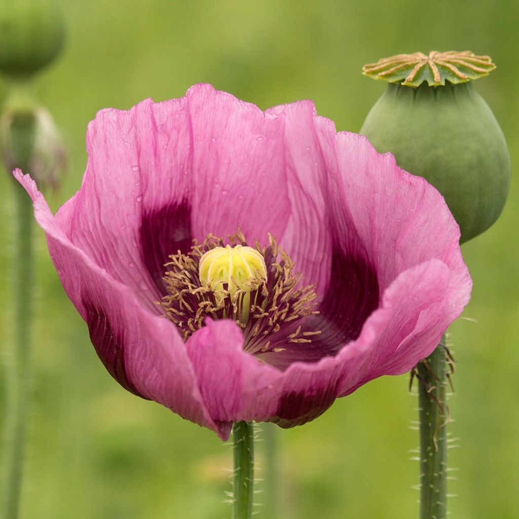 Dormideira - Papaver somniferum nigrum sementes