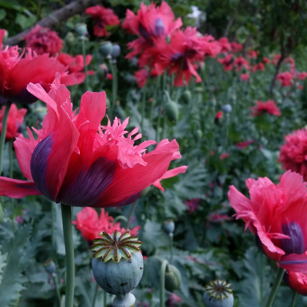 Papaver somniferum subsp. laciniatum Crimson Feathers em sementes