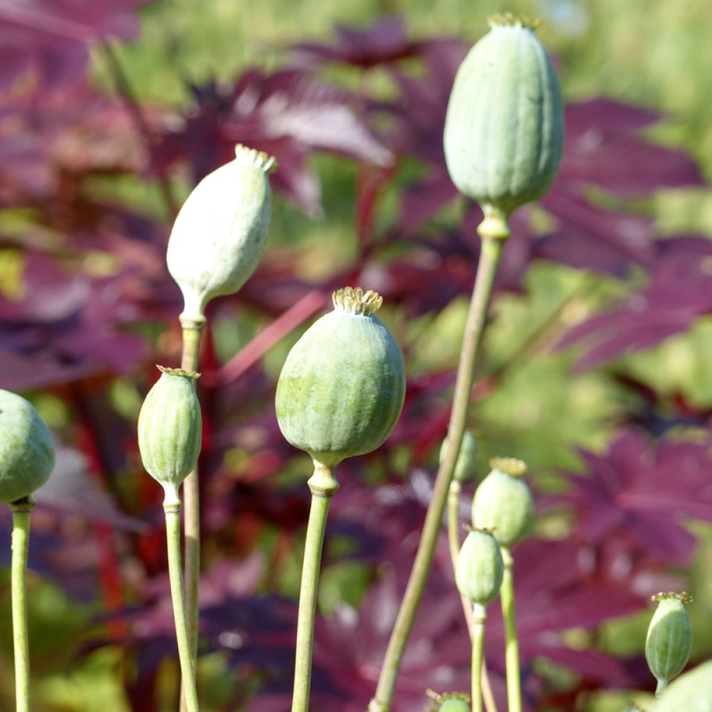 Papaver somniferum var. nigrum Bowling Ball em sementes
