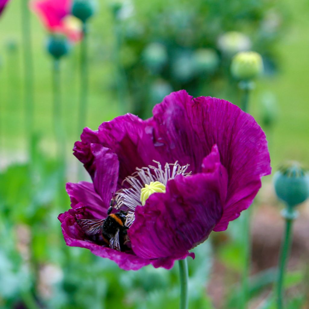 Papaver somniferum Lauren's Grape em sementes
