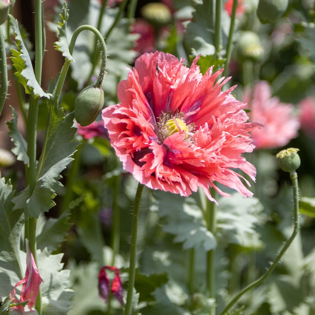 Papaver somniferum Rose Feathers em sementes