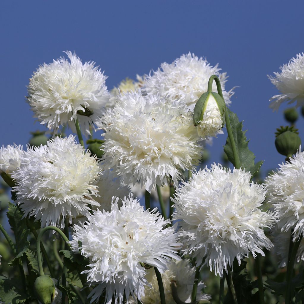 Papaver somniferum White Swan em sementes