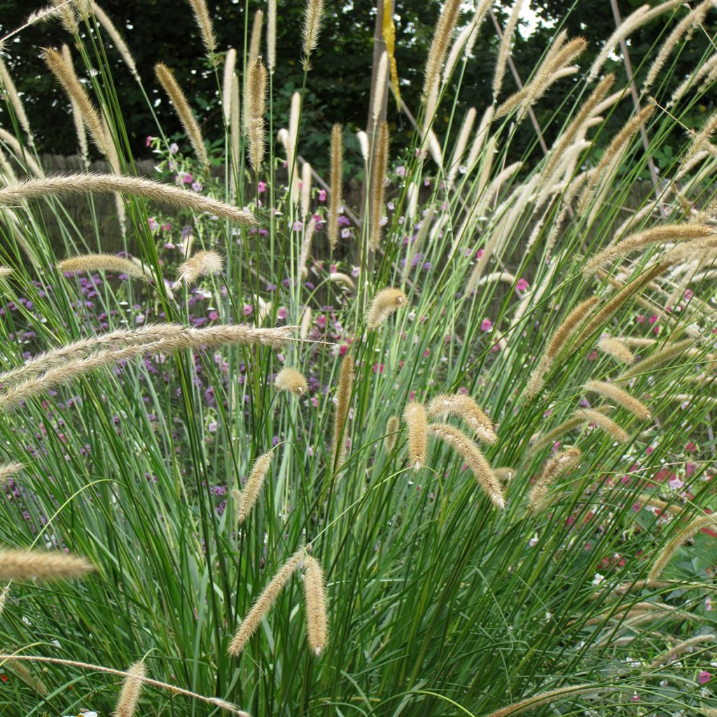 Pennisetum macrourum Tail Feathers em sementes