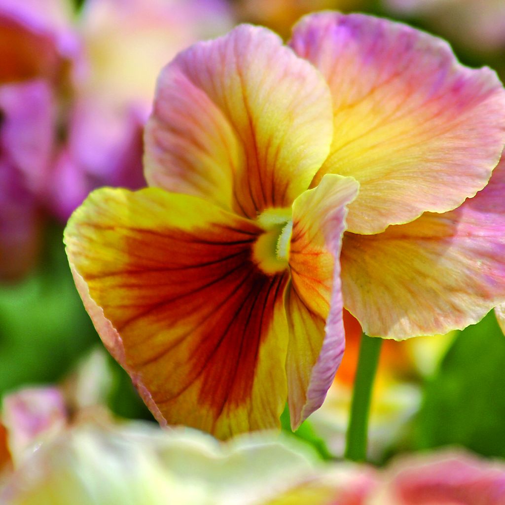 Amor-perfeito Inspire Peach Shades em sementes - Viola x wittrockiana