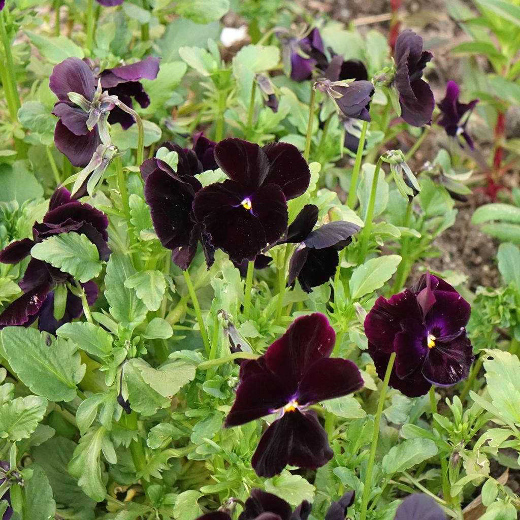 Amor-perfeito Black Cristal em sementes - Viola x wittrockiana