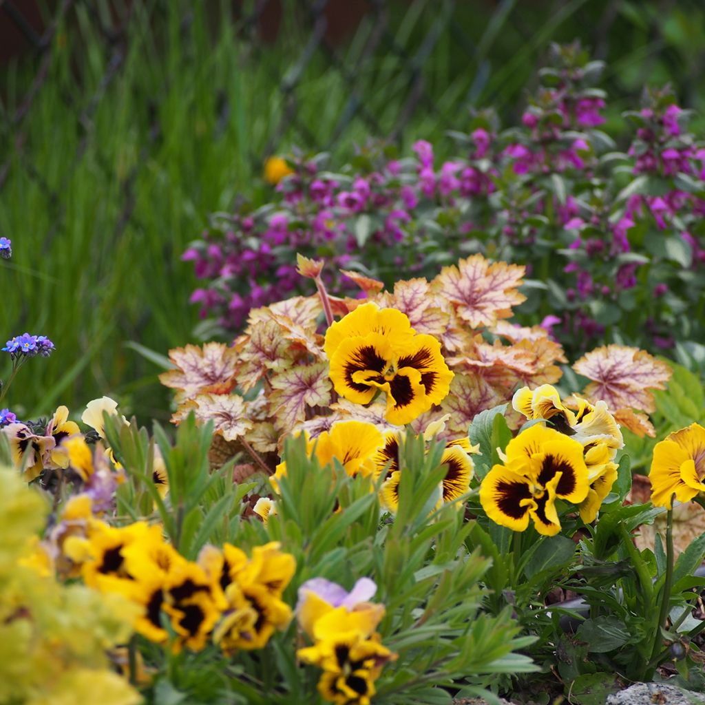 Amor-perfeito Rococo em sementes - Viola x wittrockiana