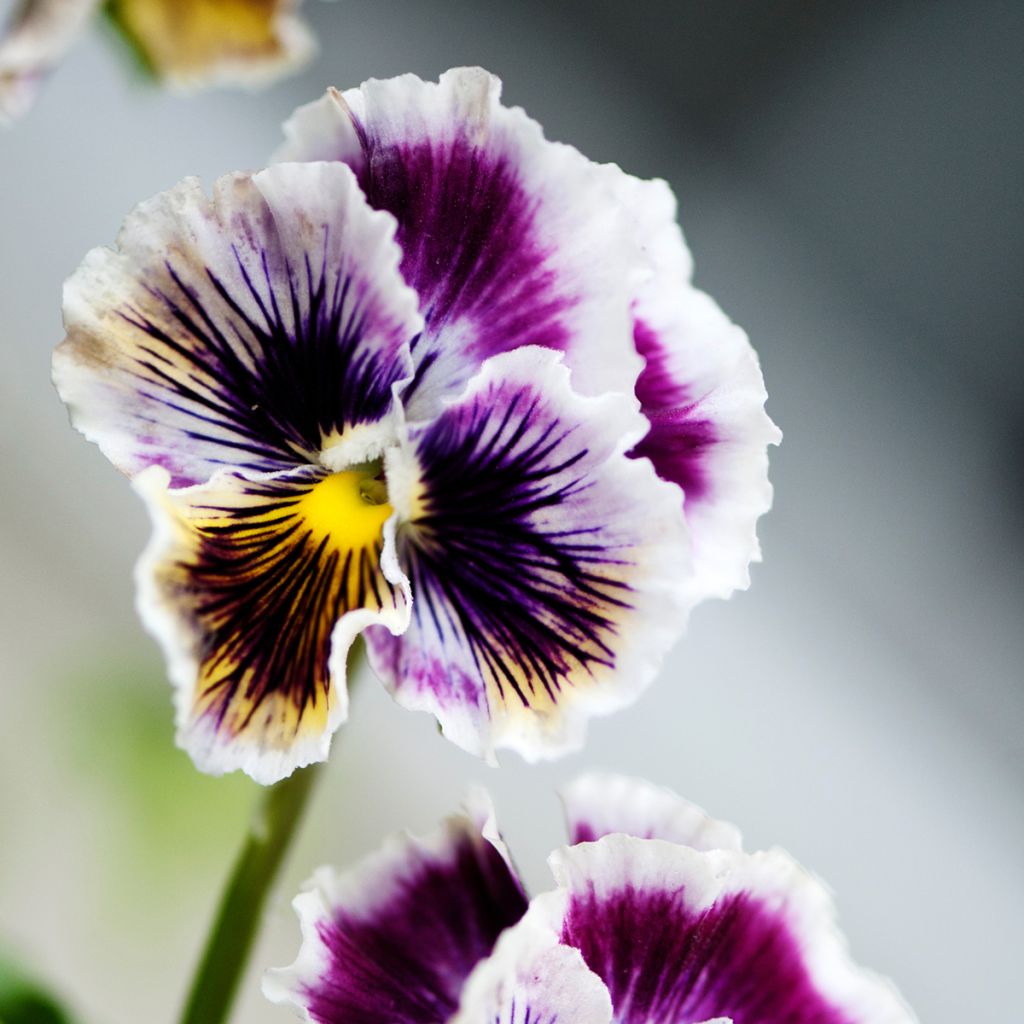 Amor-perfeito Rococo em sementes - Viola x wittrockiana