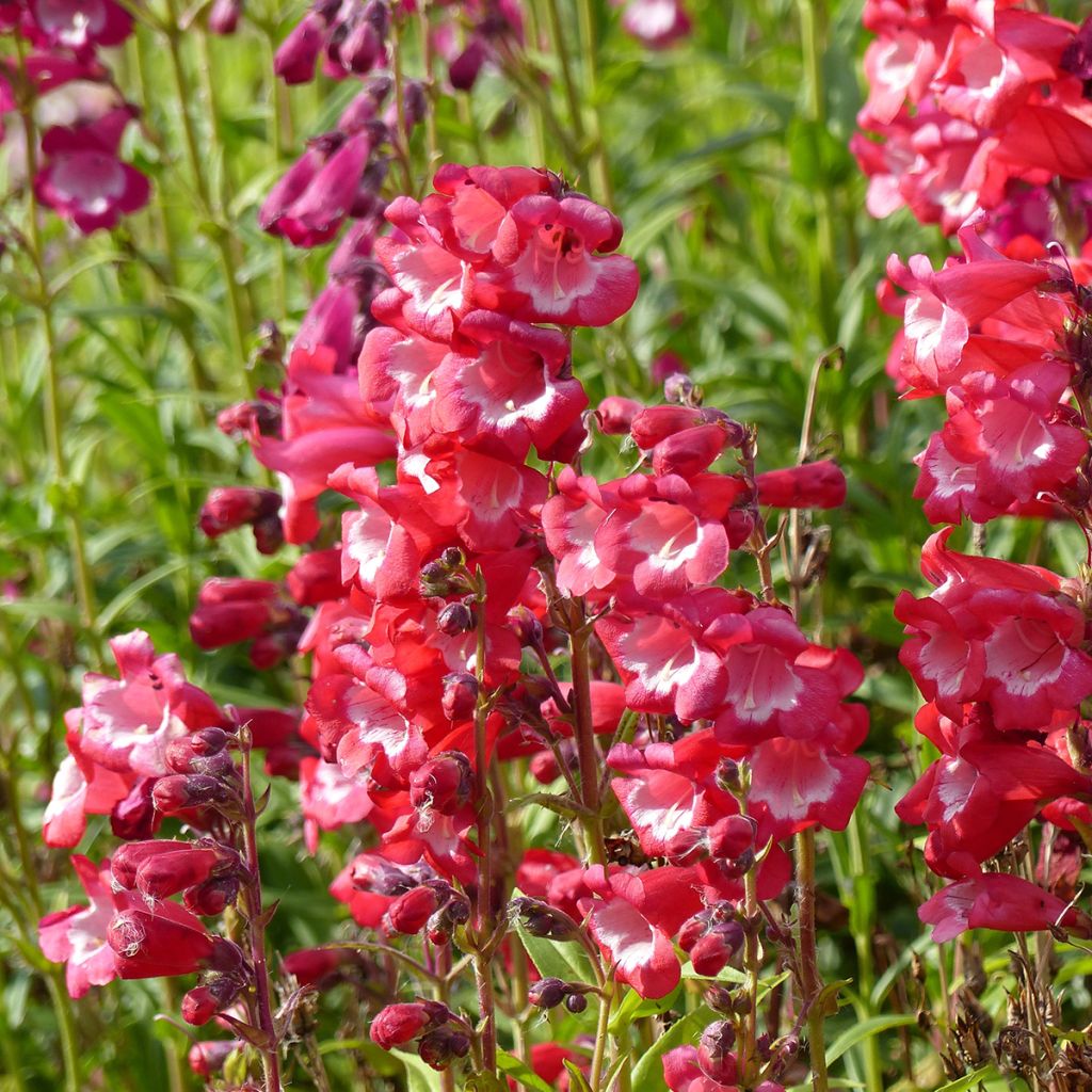Penstemon hartwegii Le Phare em sementes