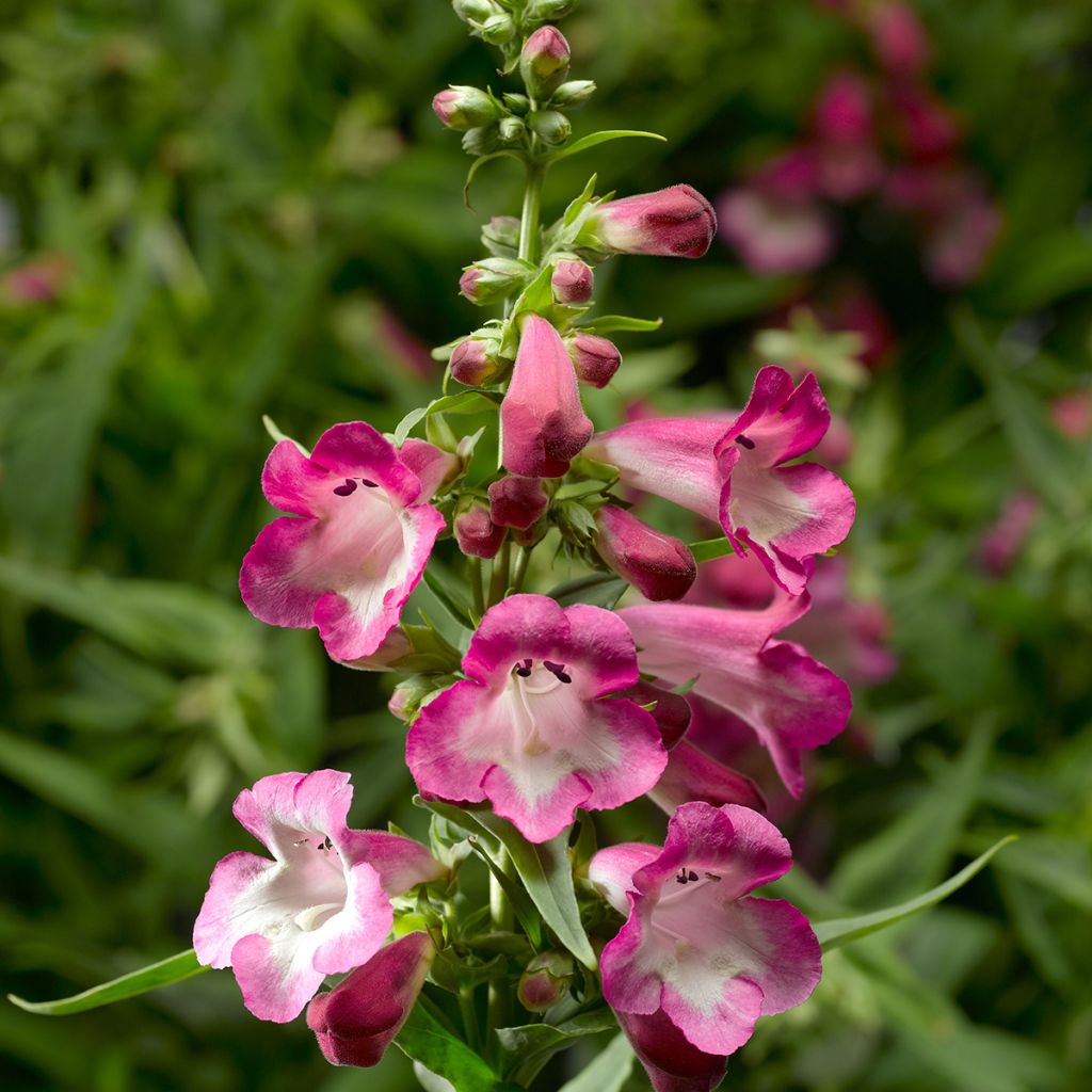 Penstemon hartwegii Arabesque Orchid em sementes