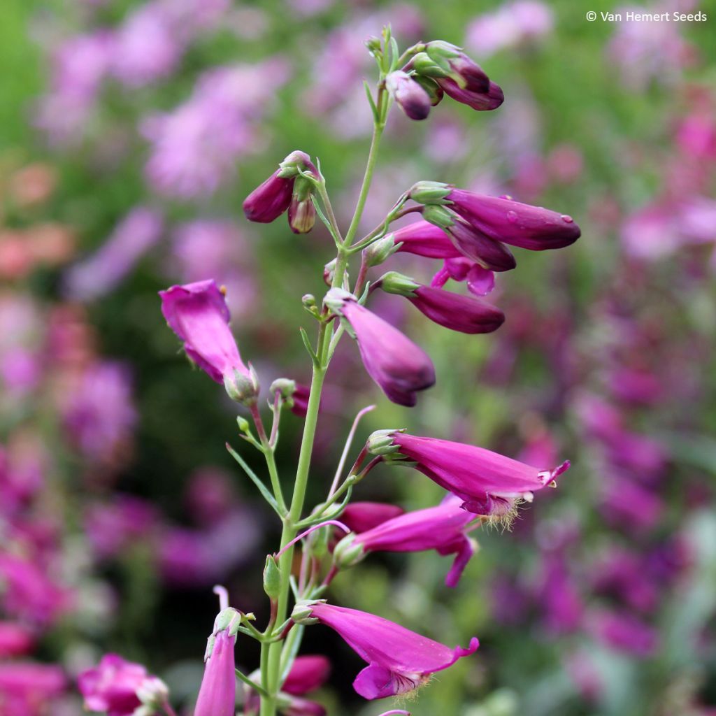 Penstemon barbatus Twizzle Purple em sementes