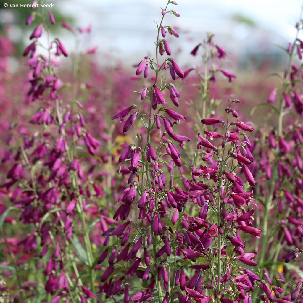 Penstemon barbatus Twizzle Purple em sementes