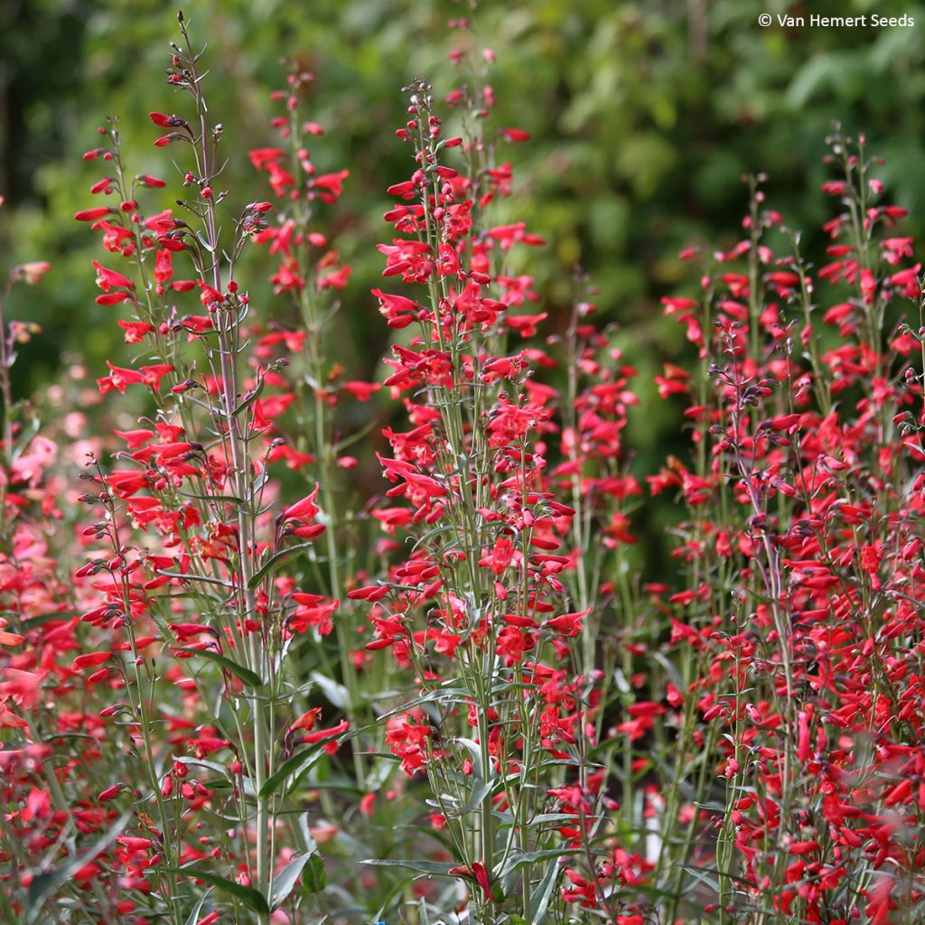 Penstemon barbatus Twizzle Scarlet em sementes
