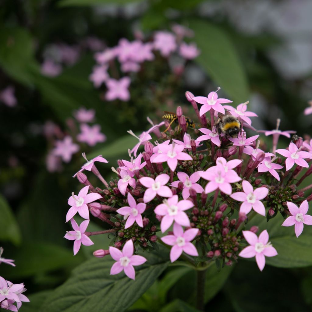 Pentas lanceolata Northern Lights Lavender em sementes