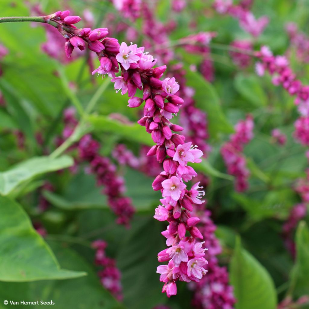 Persicaria orientalis Cerise Pearls em sementes