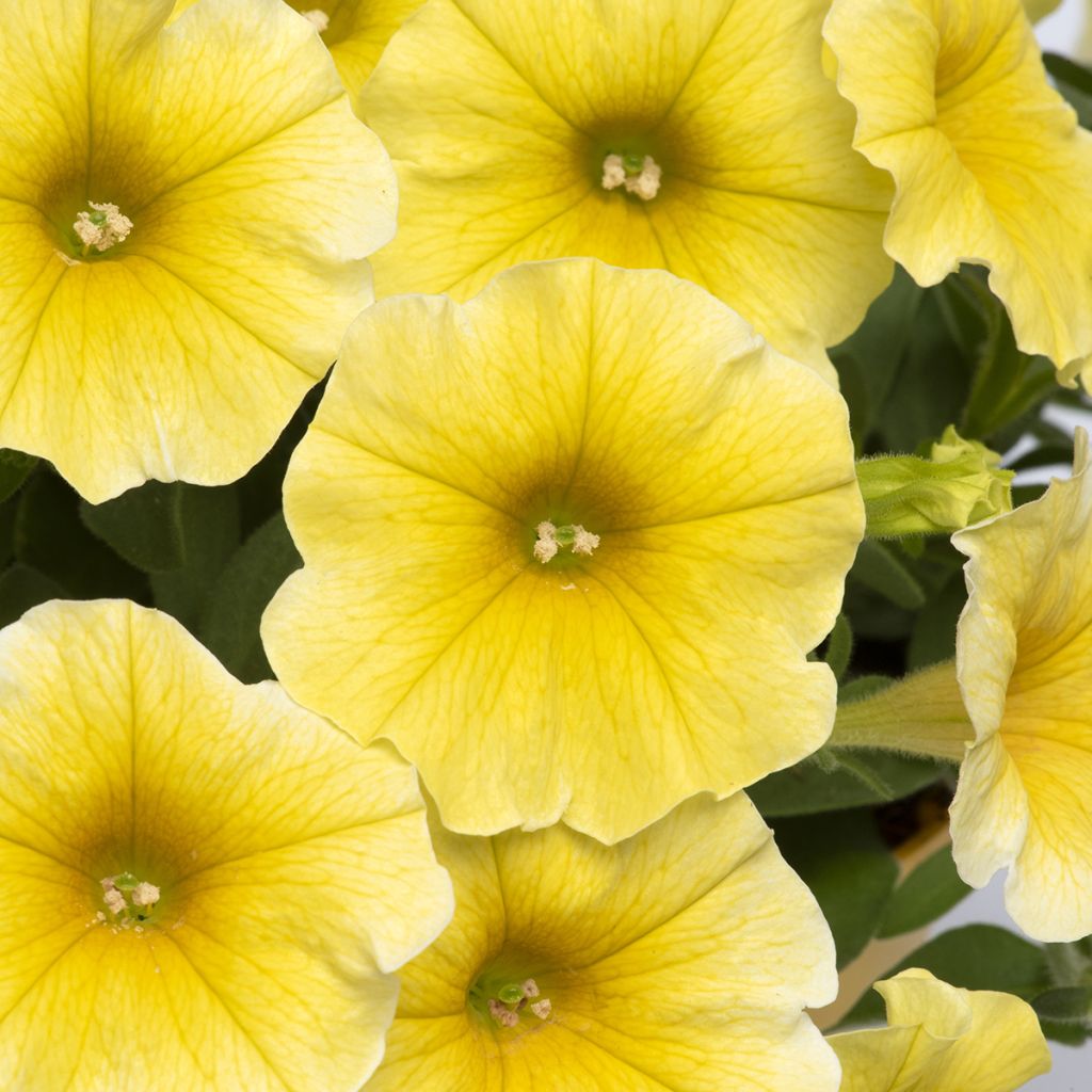 Petchoa Caliburst Yellow em sementes