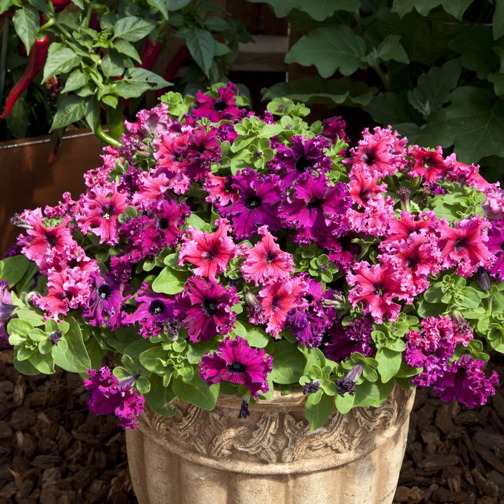 Petúnia Espresso Frappé Mix em sementes