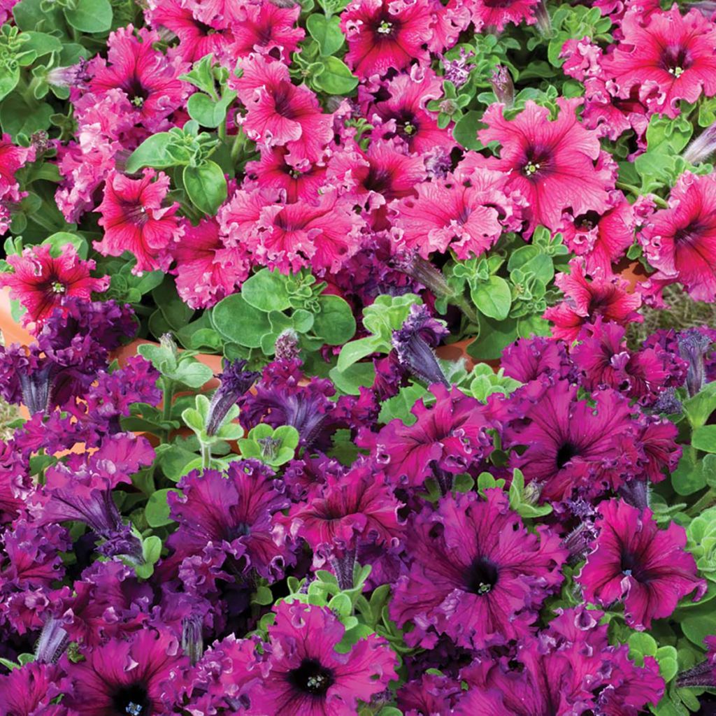 Petúnia Espresso Frappé Mix em sementes