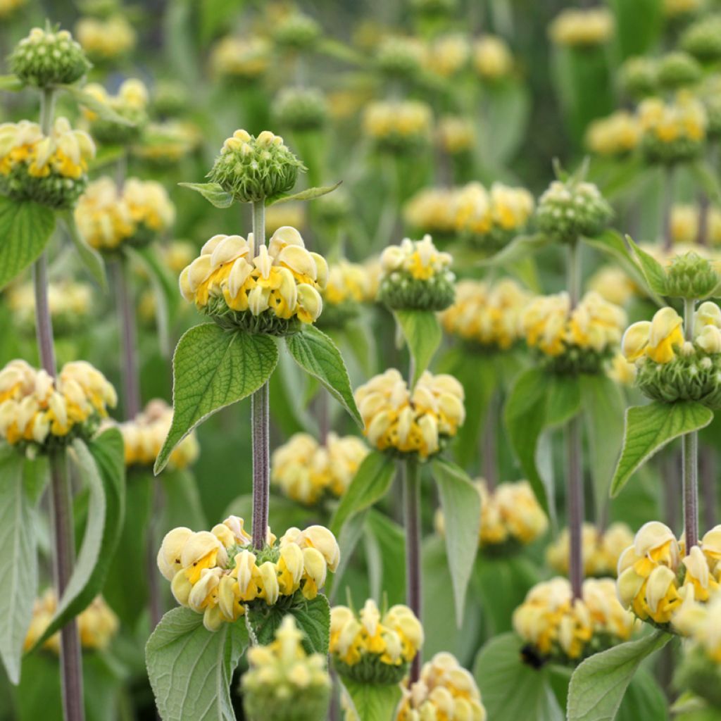Phlomis russeliana em sementes
